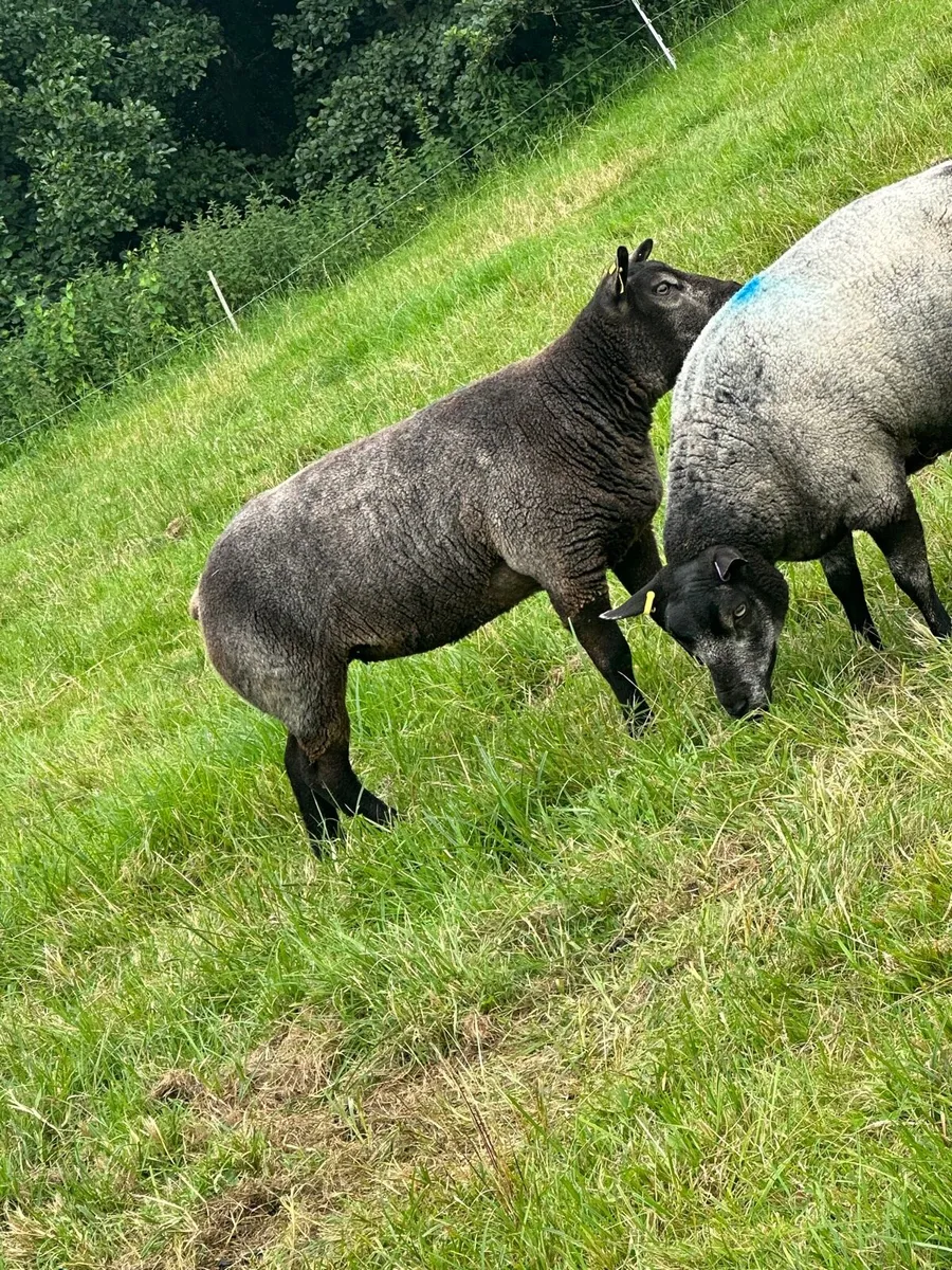 Blue texel ewes and hoggets - Image 1