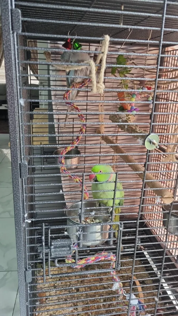 Indian Ring Neck/Parrot - Image 4