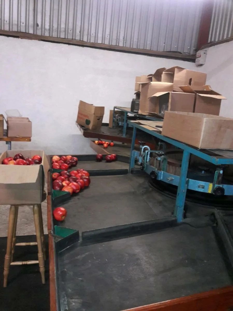 Apple Grader - Image 4