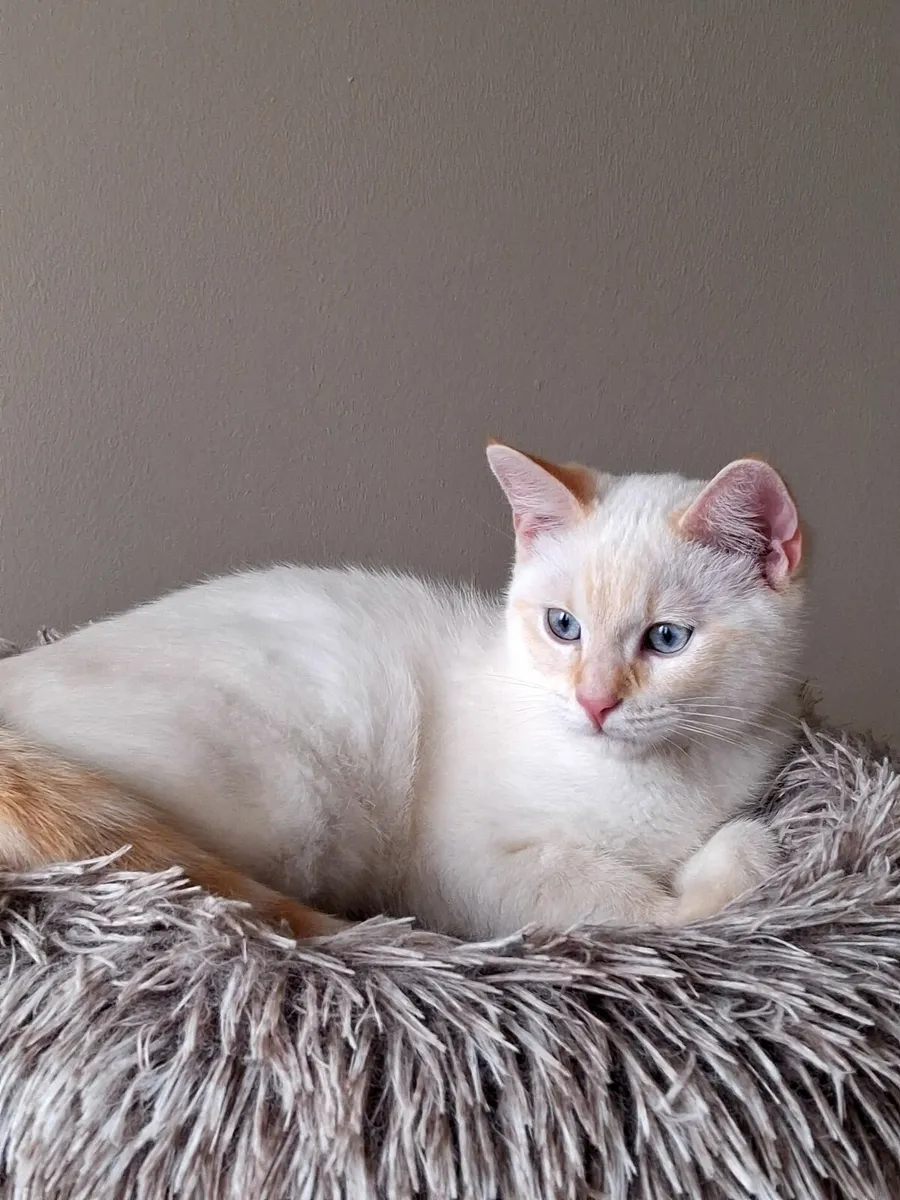 Beautiful kittens - Image 3