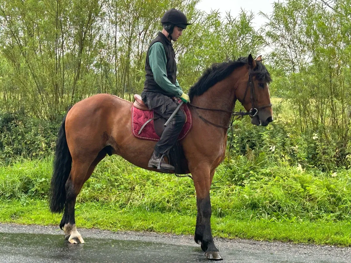 5 year old Connemara x ISH Gelding - Image 1