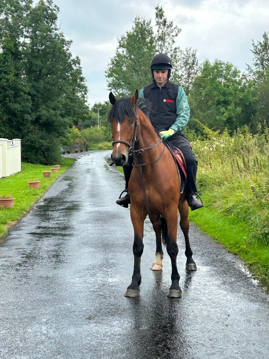 5 year old Connemara x ISH Gelding - Image 3