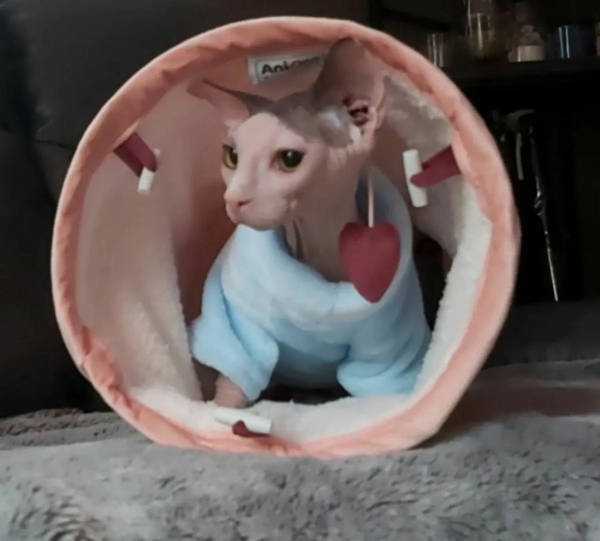 Sphynx, Sphinx kitten (can deliver) - Image 1