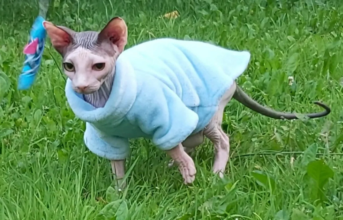 Sphynx, Sphinx kitten (can deliver) - Image 3