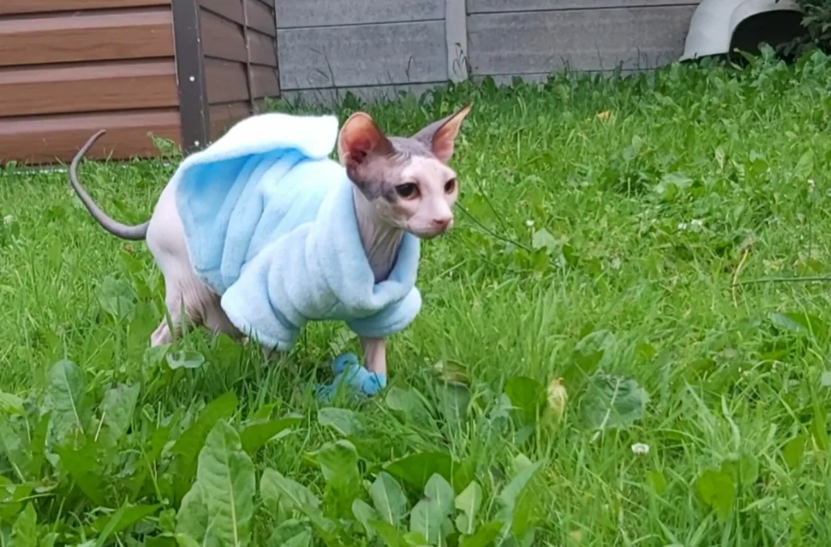 Sphynx, Sphinx kitten (can deliver) - Image 4