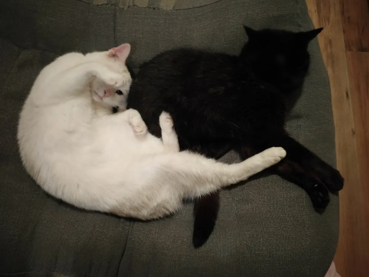 Two Female Cats - Image 1
