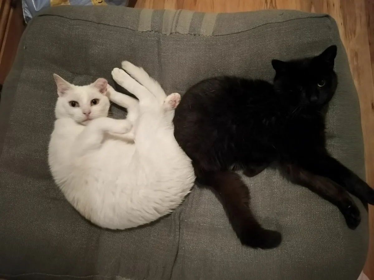 Two Female Cats - Image 2