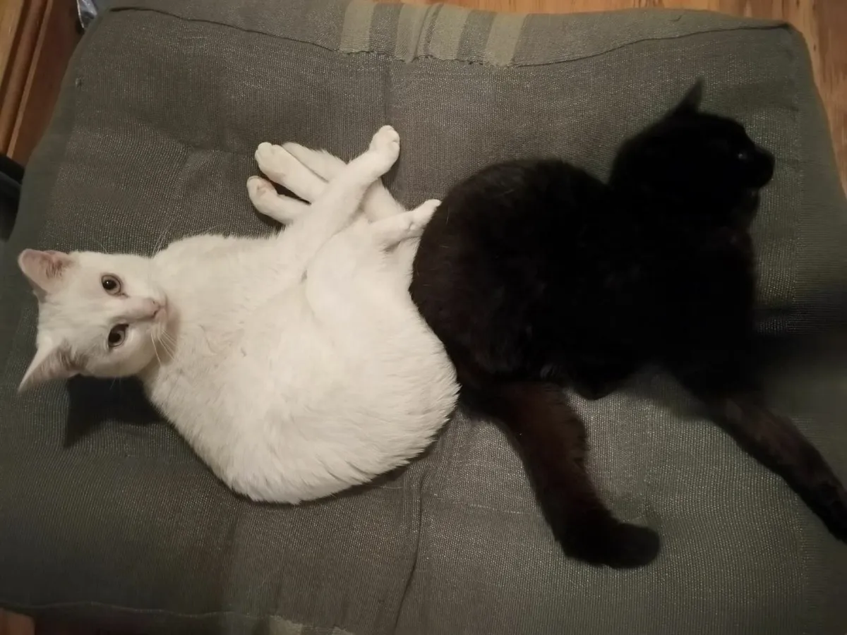 Two Female Cats - Image 3