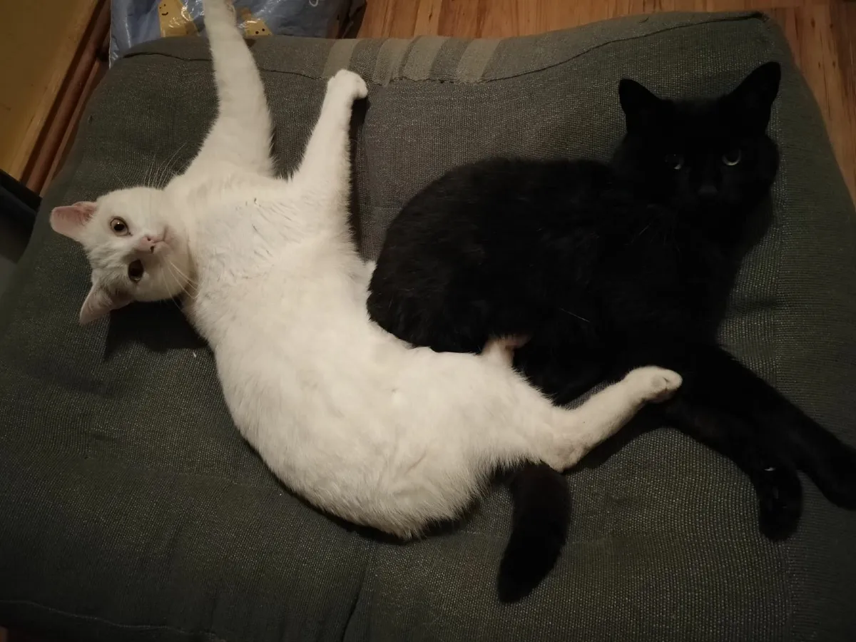 Two Female Cats - Image 4