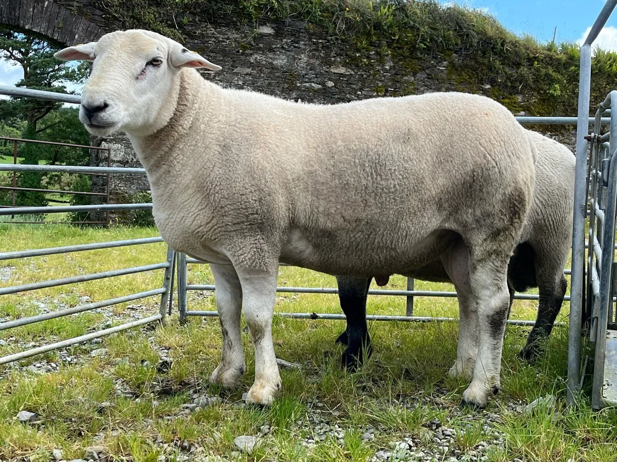 Belclare Hogget Ram - Image 1