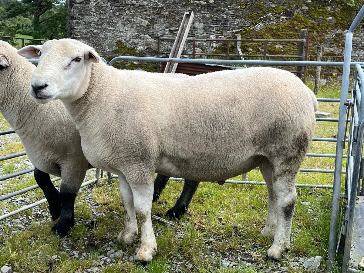 Belclare Hogget Ram - Image 2