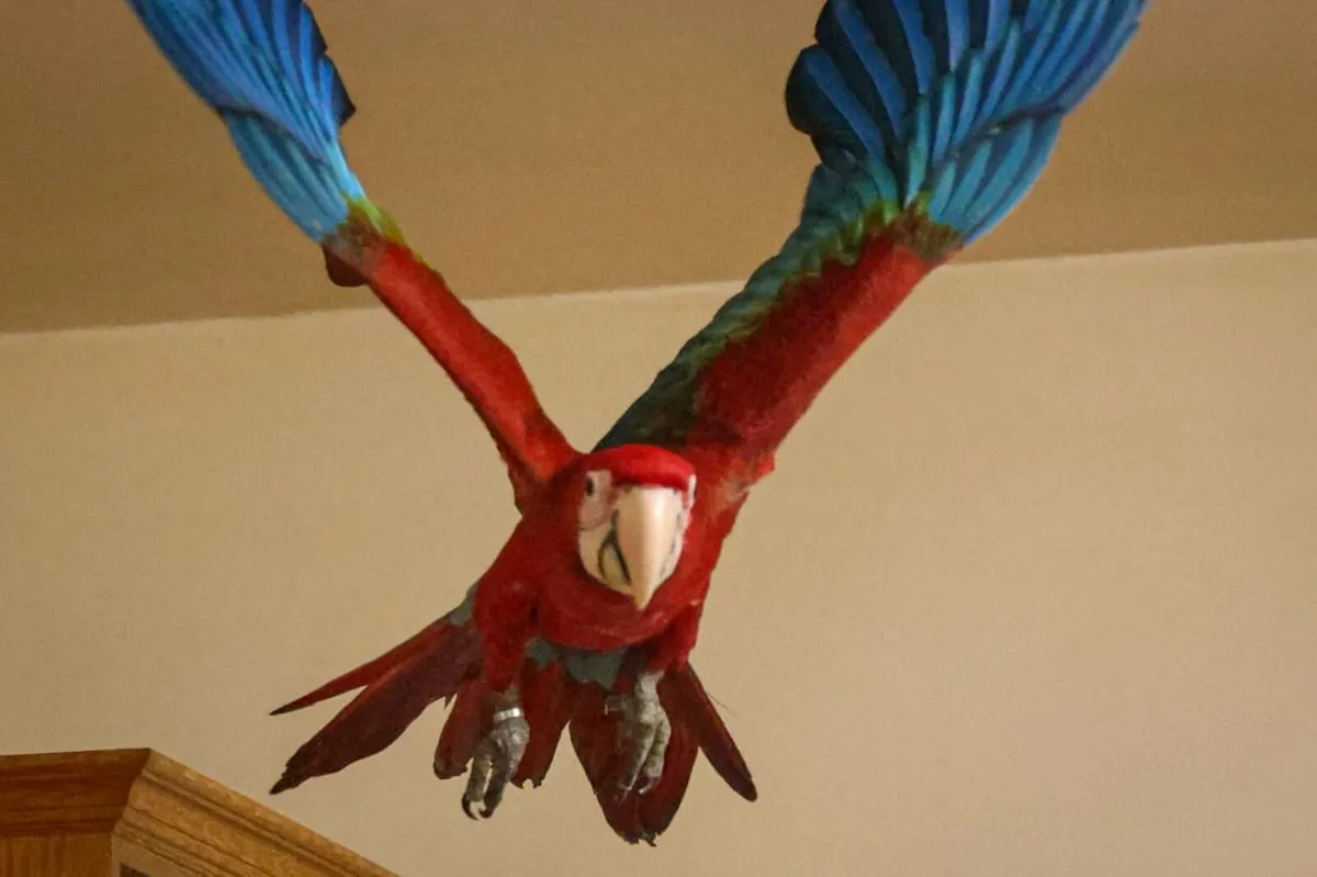 Green Wing Macaw - Image 1