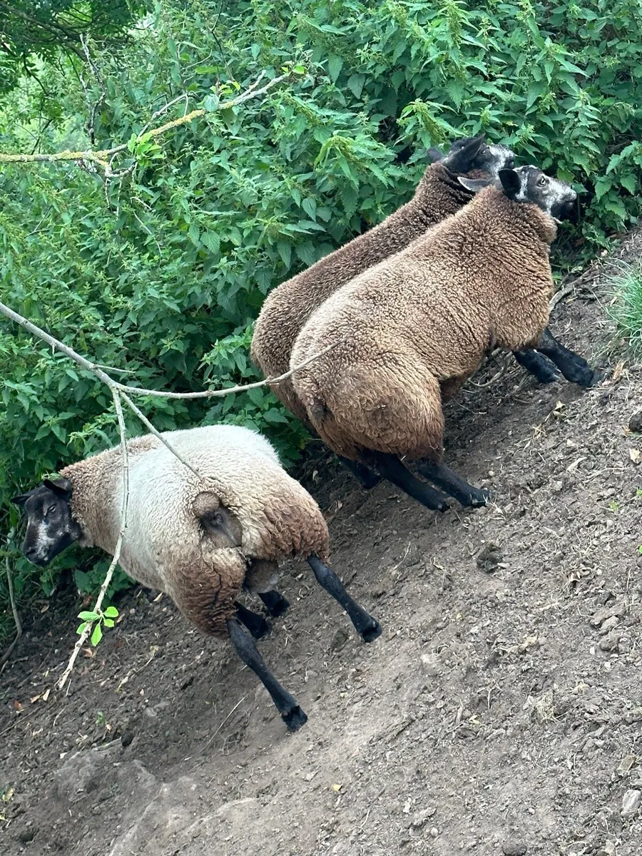 Blue texel ram lambs - Image 1
