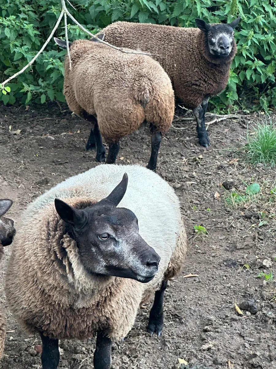 Blue texel ram lambs - Image 2