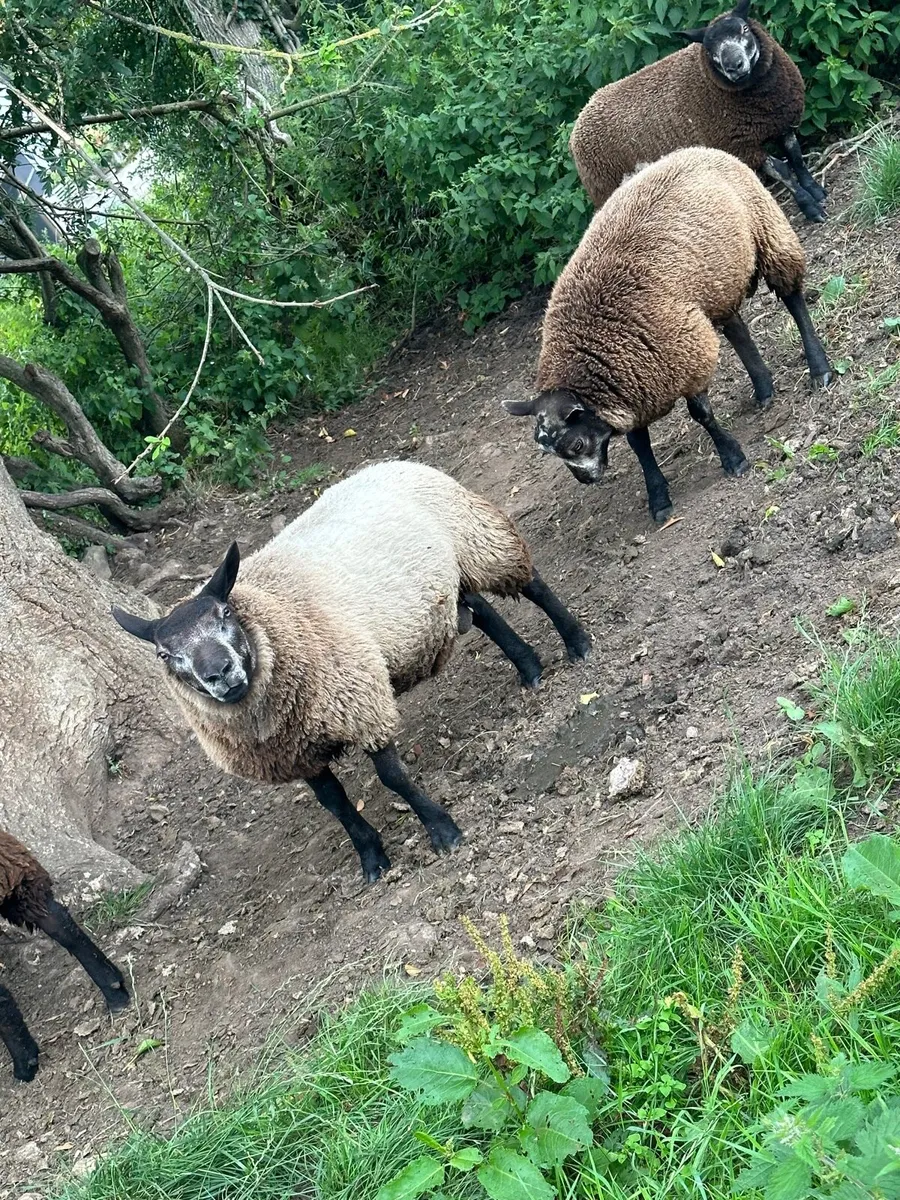Blue texel ram lambs - Image 3