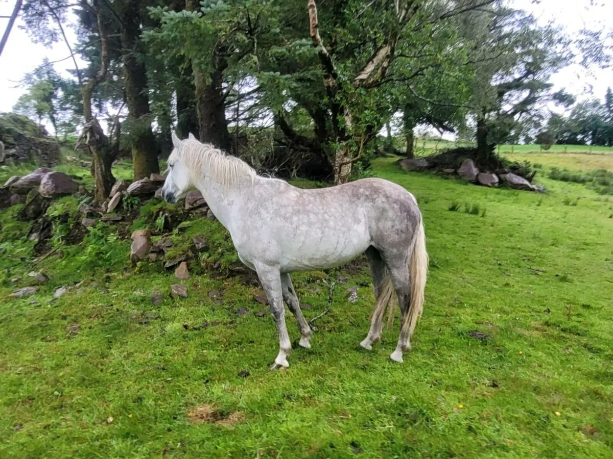 Connemara Filly