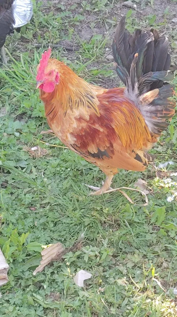 Roosters - Image 1