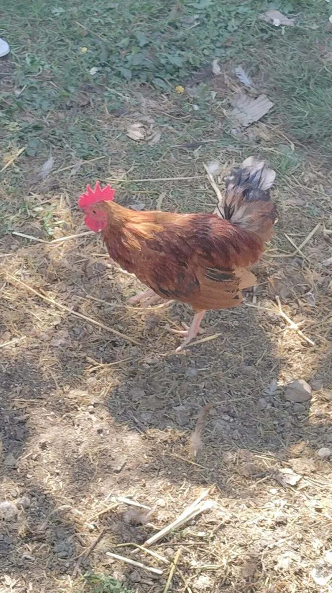Roosters - Image 2