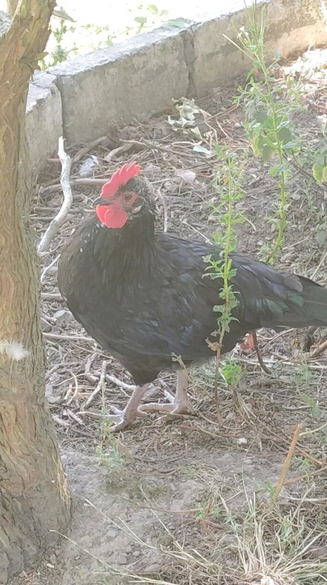 Roosters - Image 3
