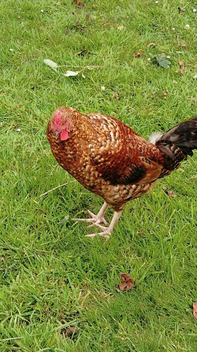 Roosters - Image 4
