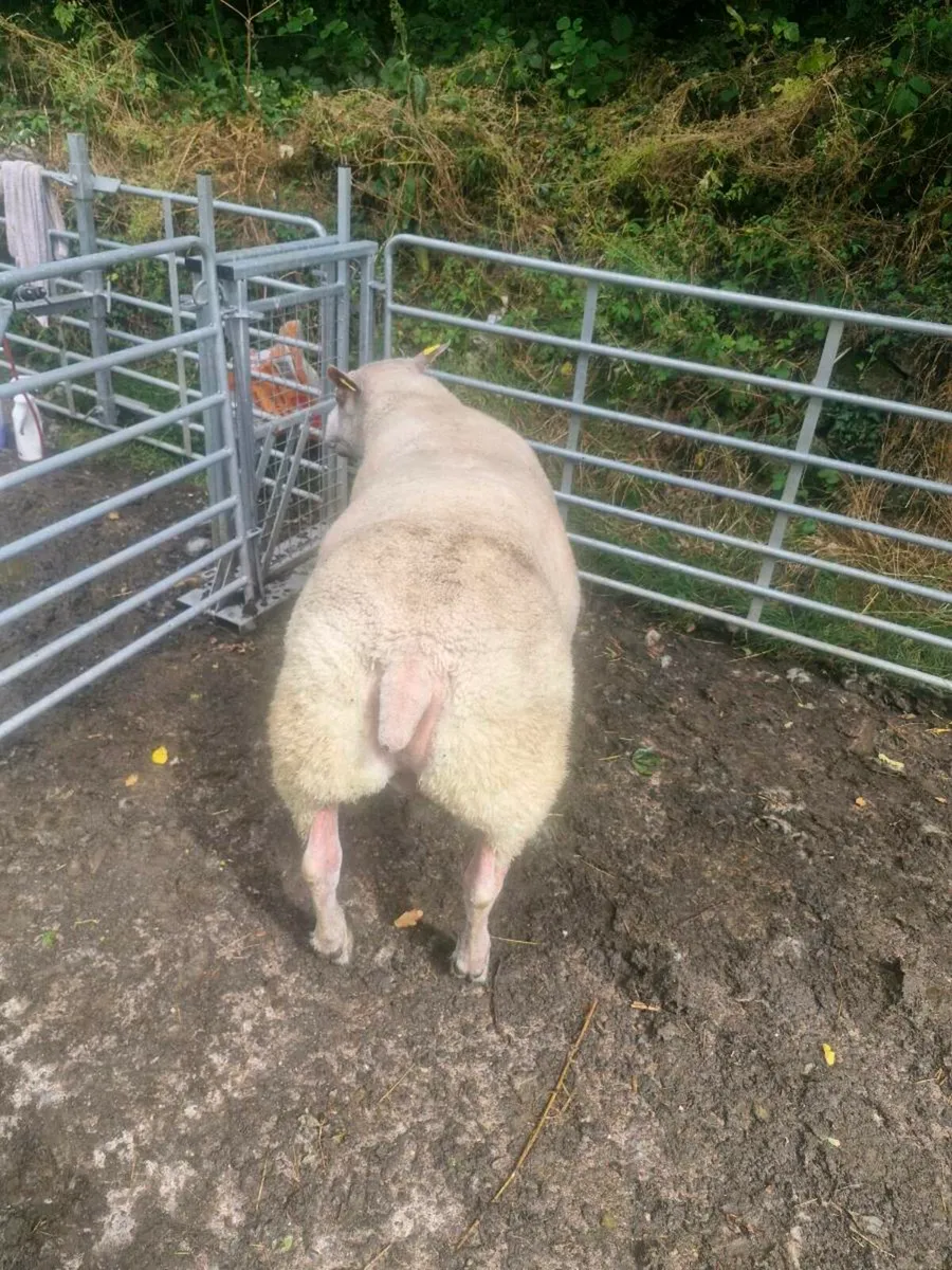 SIS Aproved rouge × texel hybrid hogget ram - Image 1