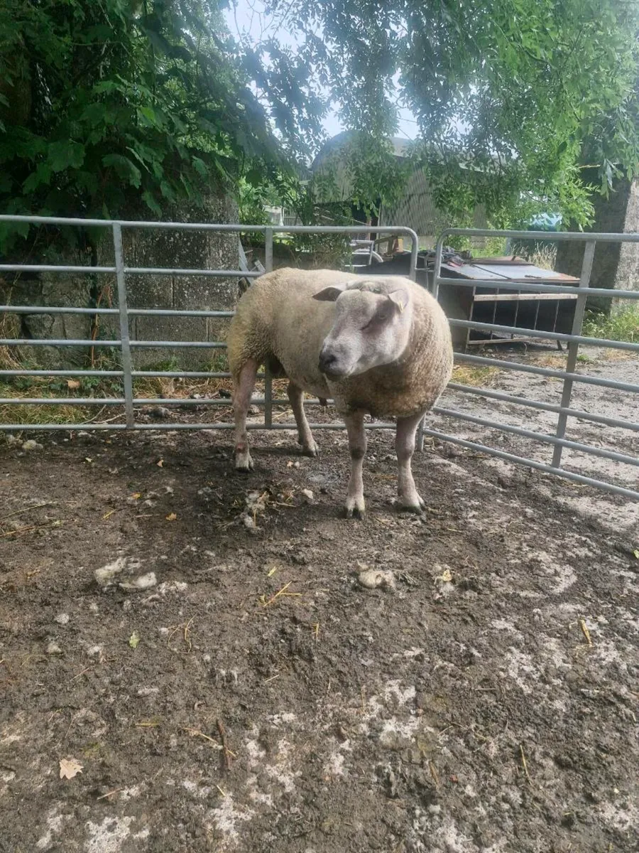 SIS Aproved rouge × texel hybrid hogget ram - Image 2