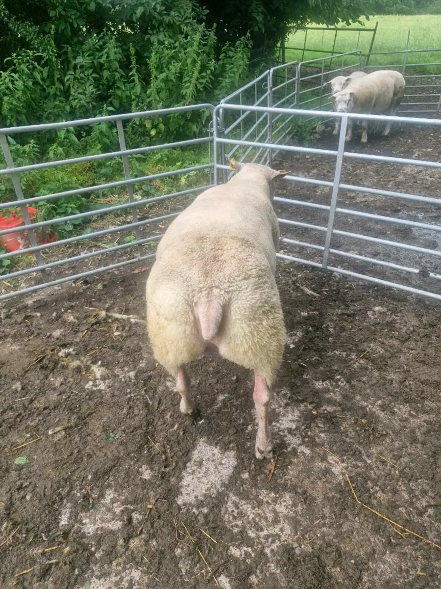 SIS Aproved rouge × texel hybrid hogget ram - Image 3