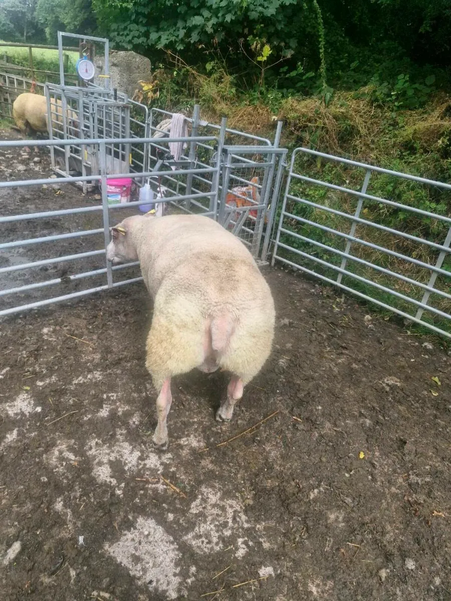 SIS Aproved rouge × texel hybrid hogget ram - Image 4