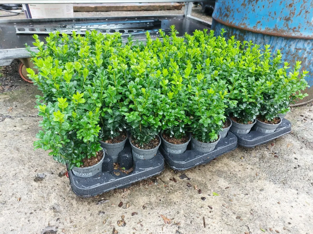 Box Hedging - Image 1