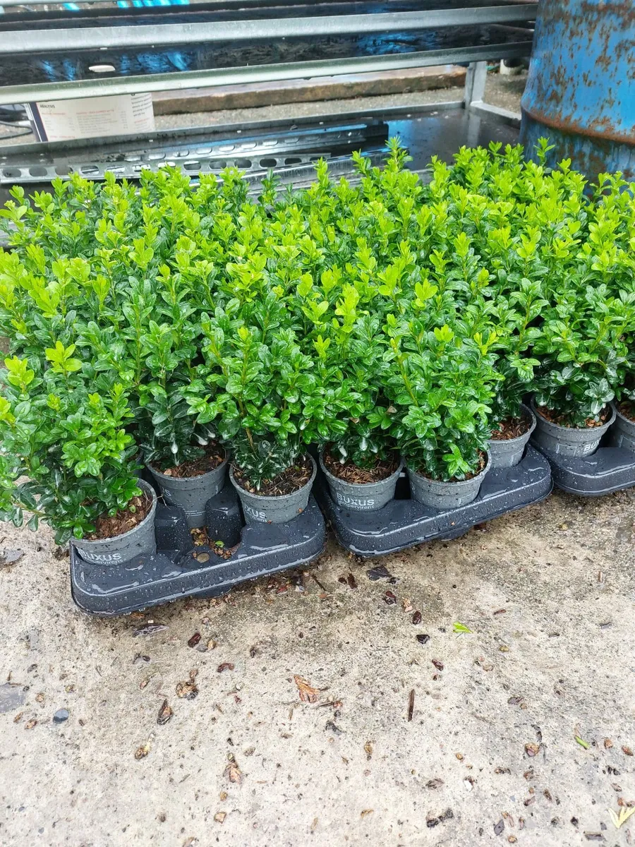 Box Hedging - Image 2