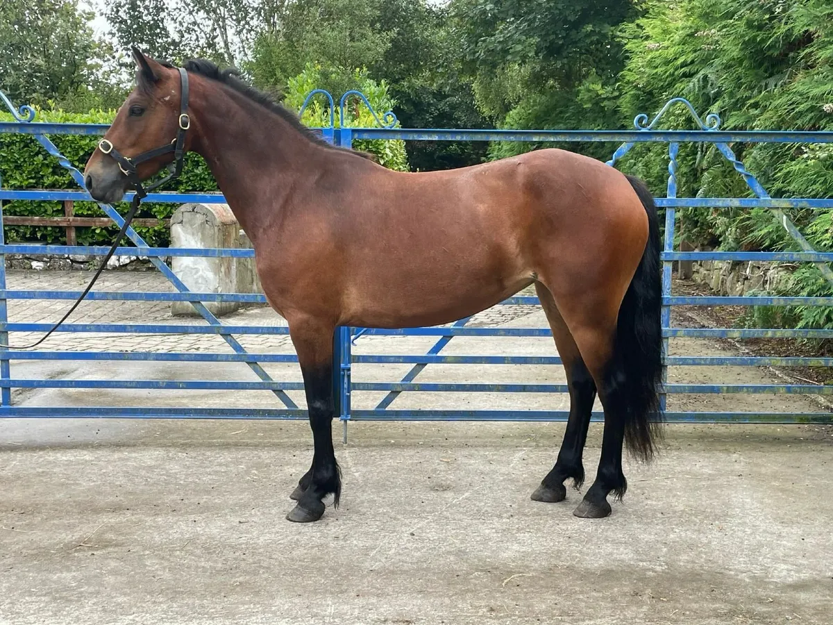 138cm connemara mare - Image 1