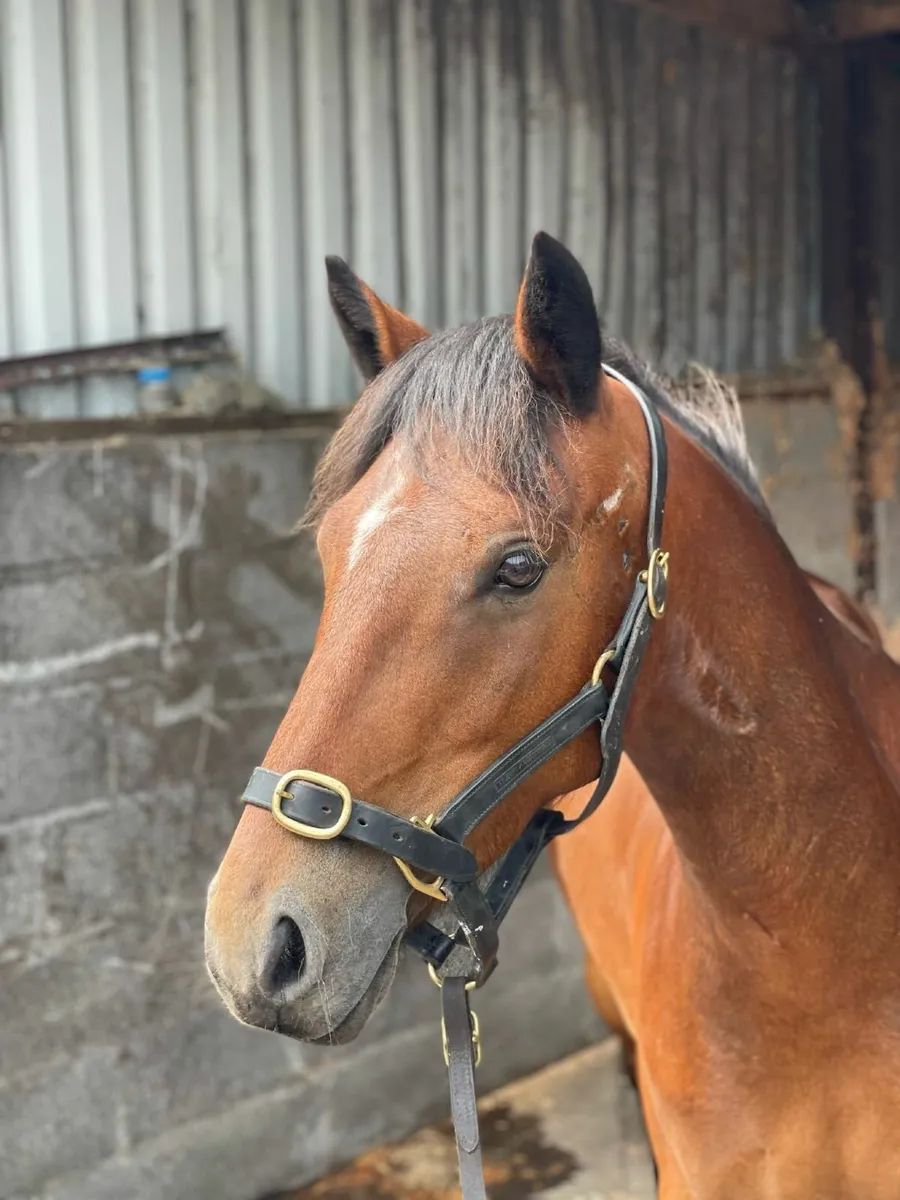 138cm connemara mare - Image 2