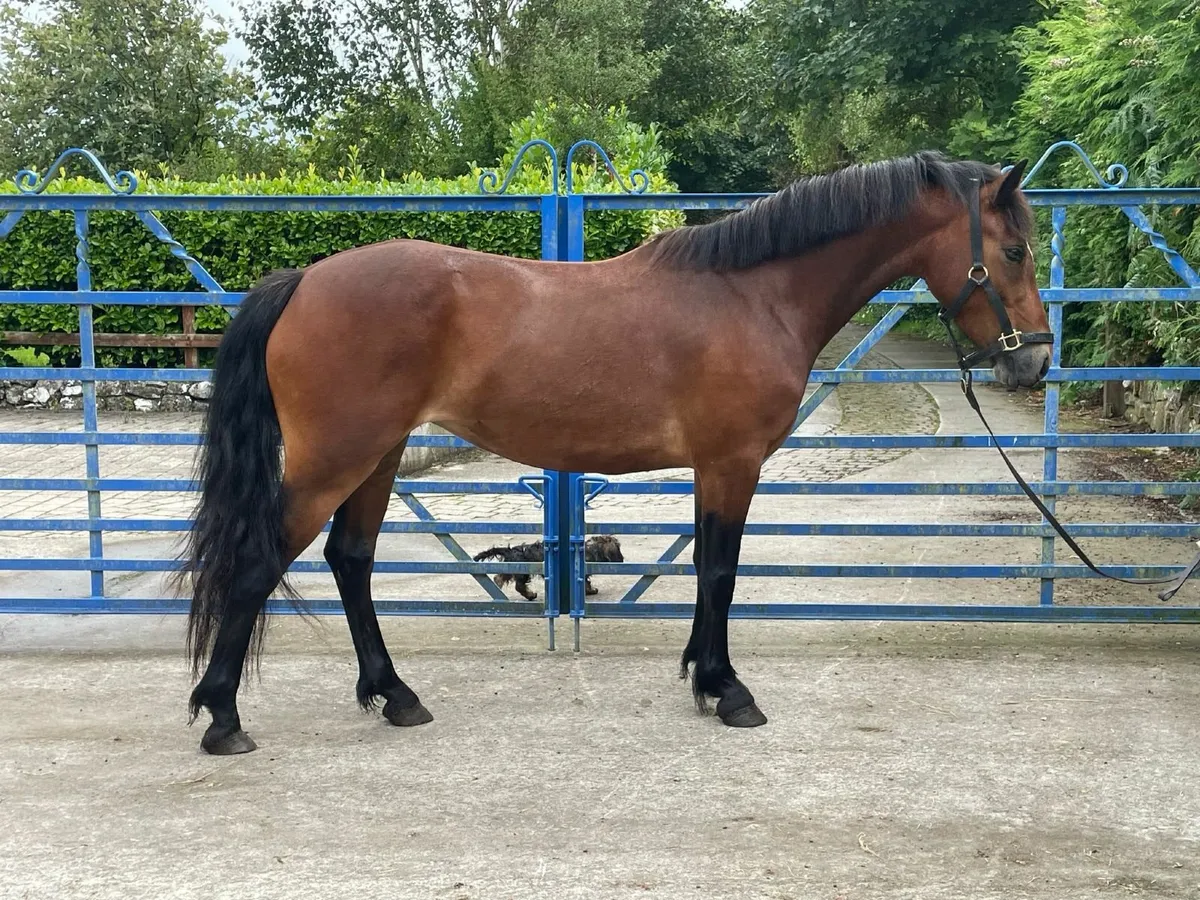 138cm connemara mare - Image 3