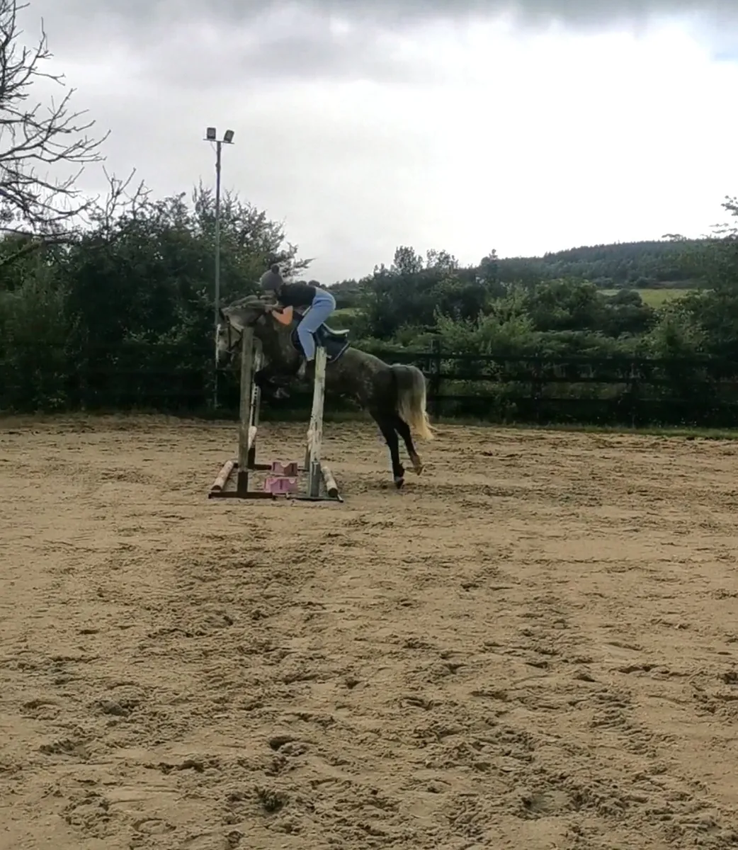 🌟13.2-13.3 5yo 🌟 PRICE REDUCTION - Image 2