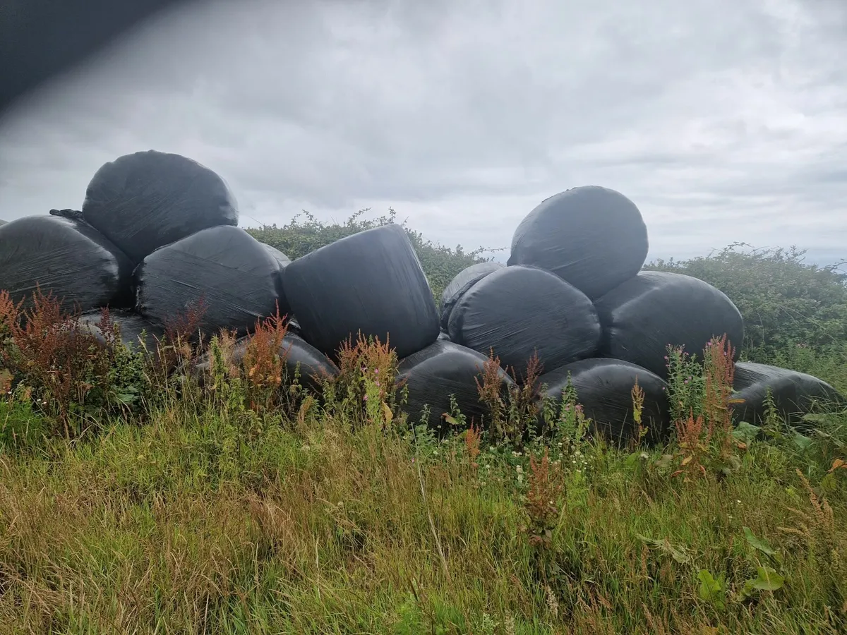 Silage - Image 2