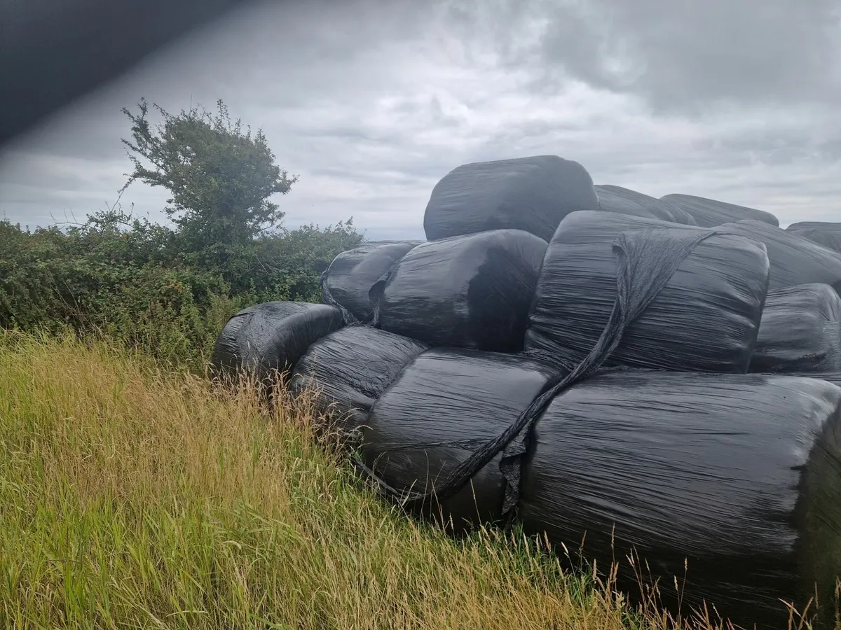 Silage - Image 3