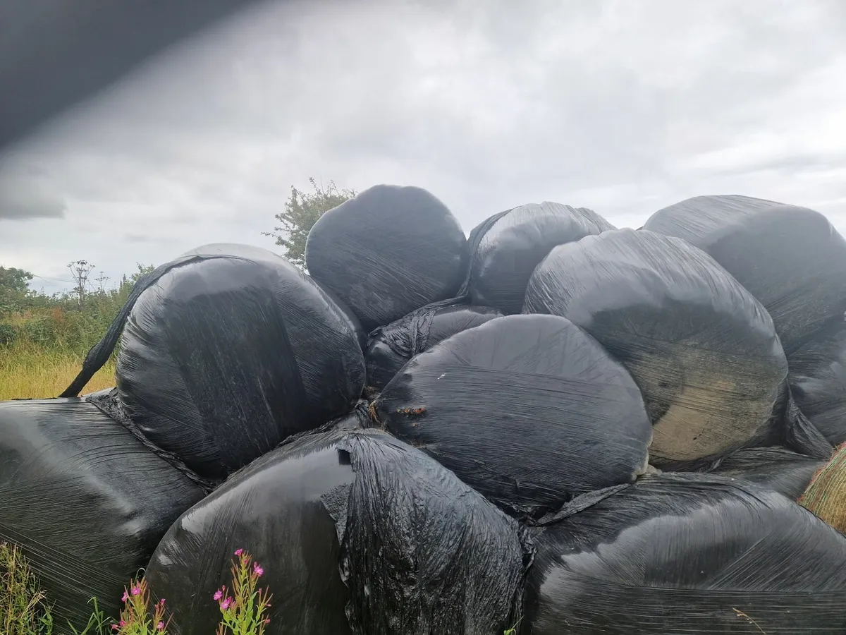 Silage - Image 4