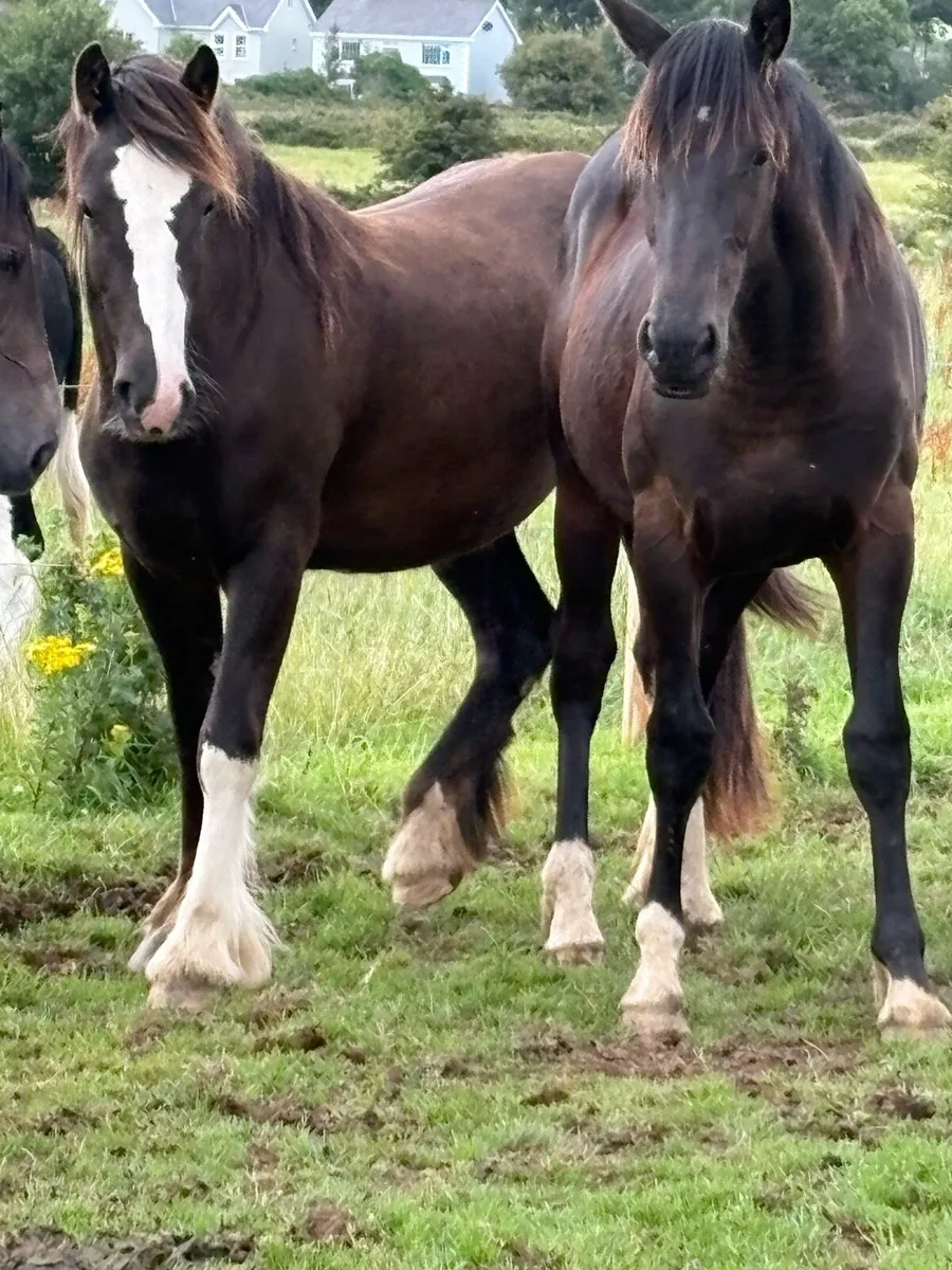 Selection or 2 and 3 year olds - Image 2
