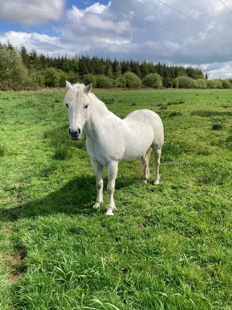 Riding pony - Image 1