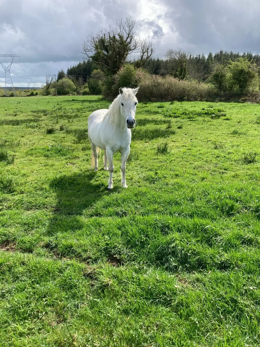 Riding pony - Image 2