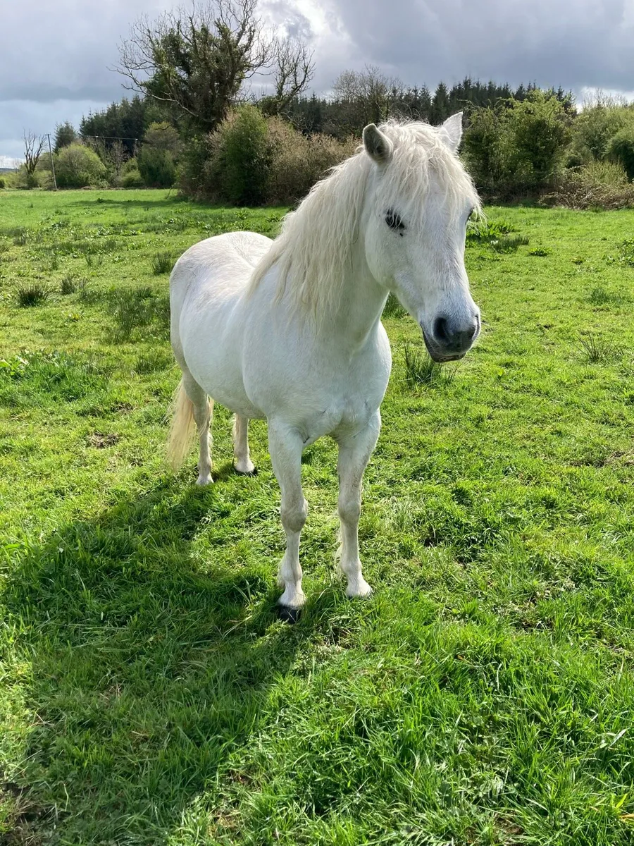 Riding pony - Image 3