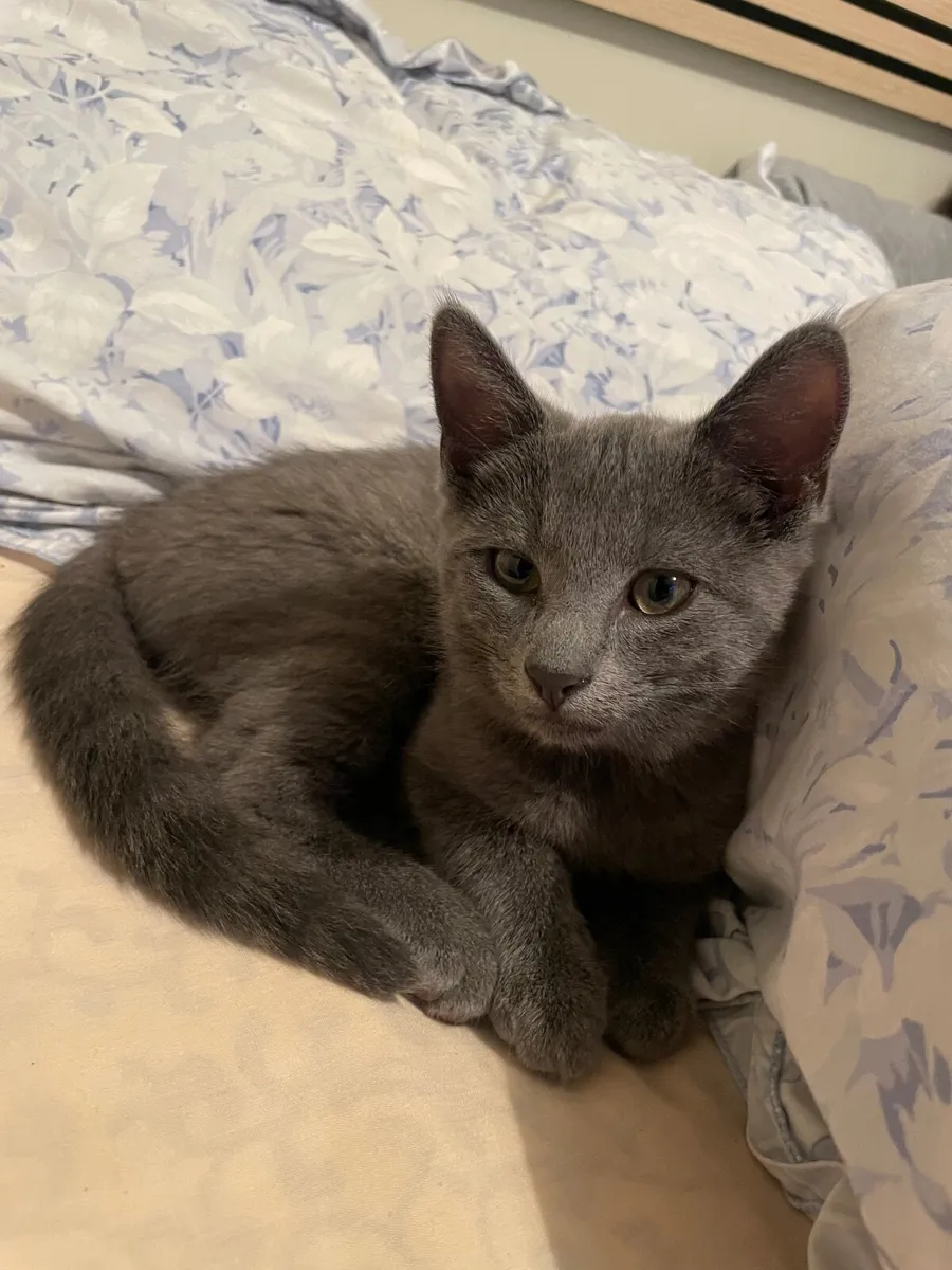 Russian Blue kitten - Image 1