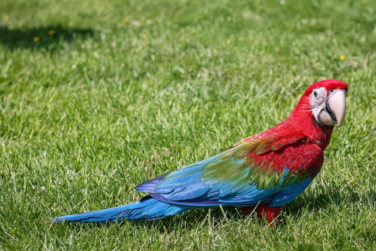Green Wing Macaw - Image 3