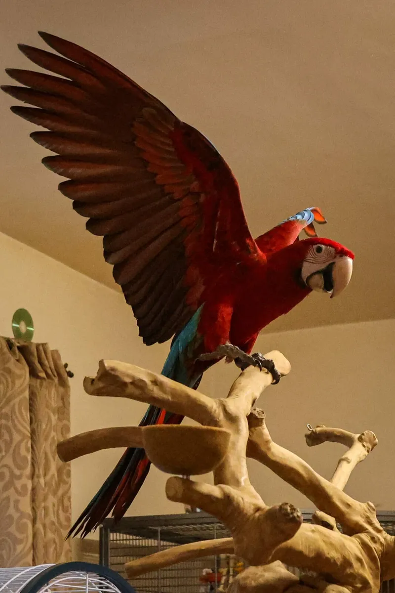 Green Wing Macaw - Image 4