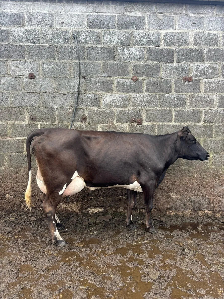 Freshly calved young cow - Image 1