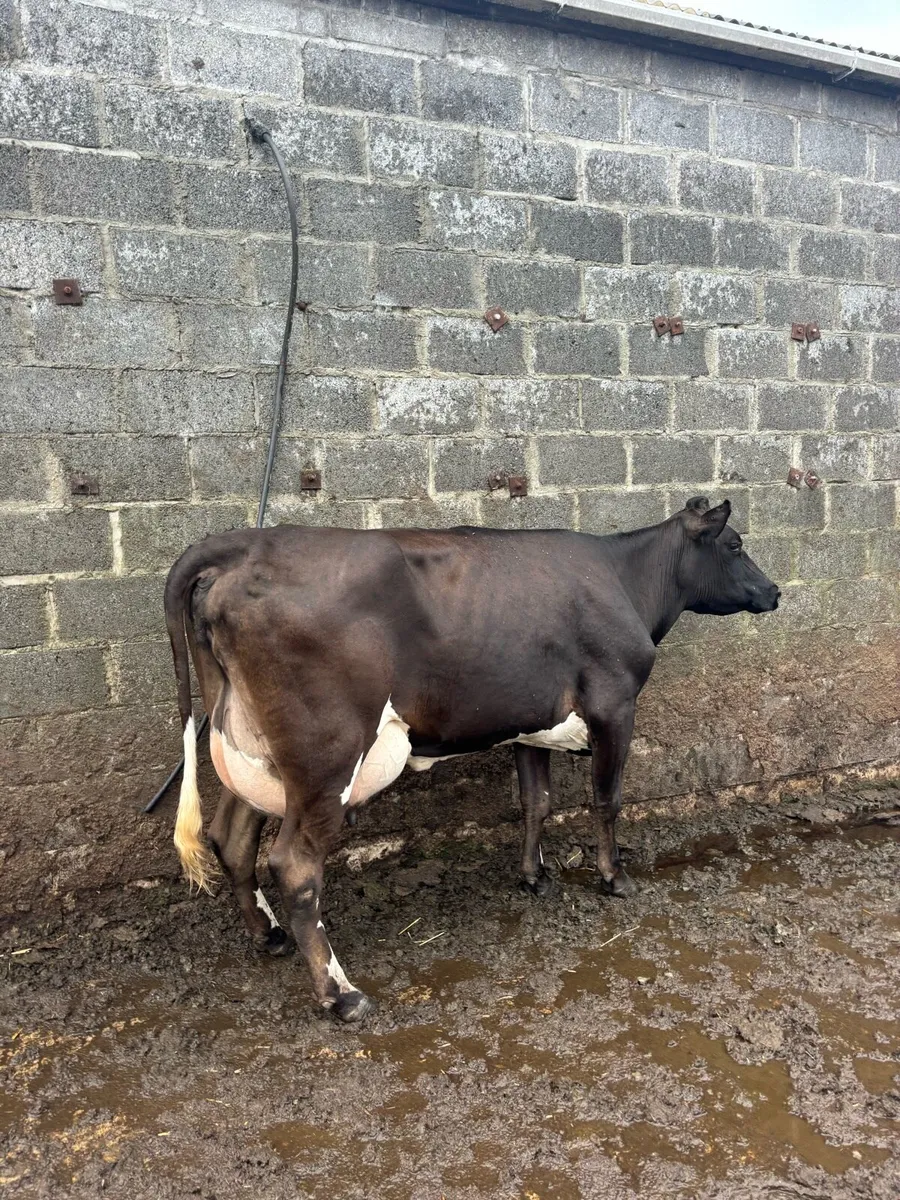 Freshly calved young cow - Image 2