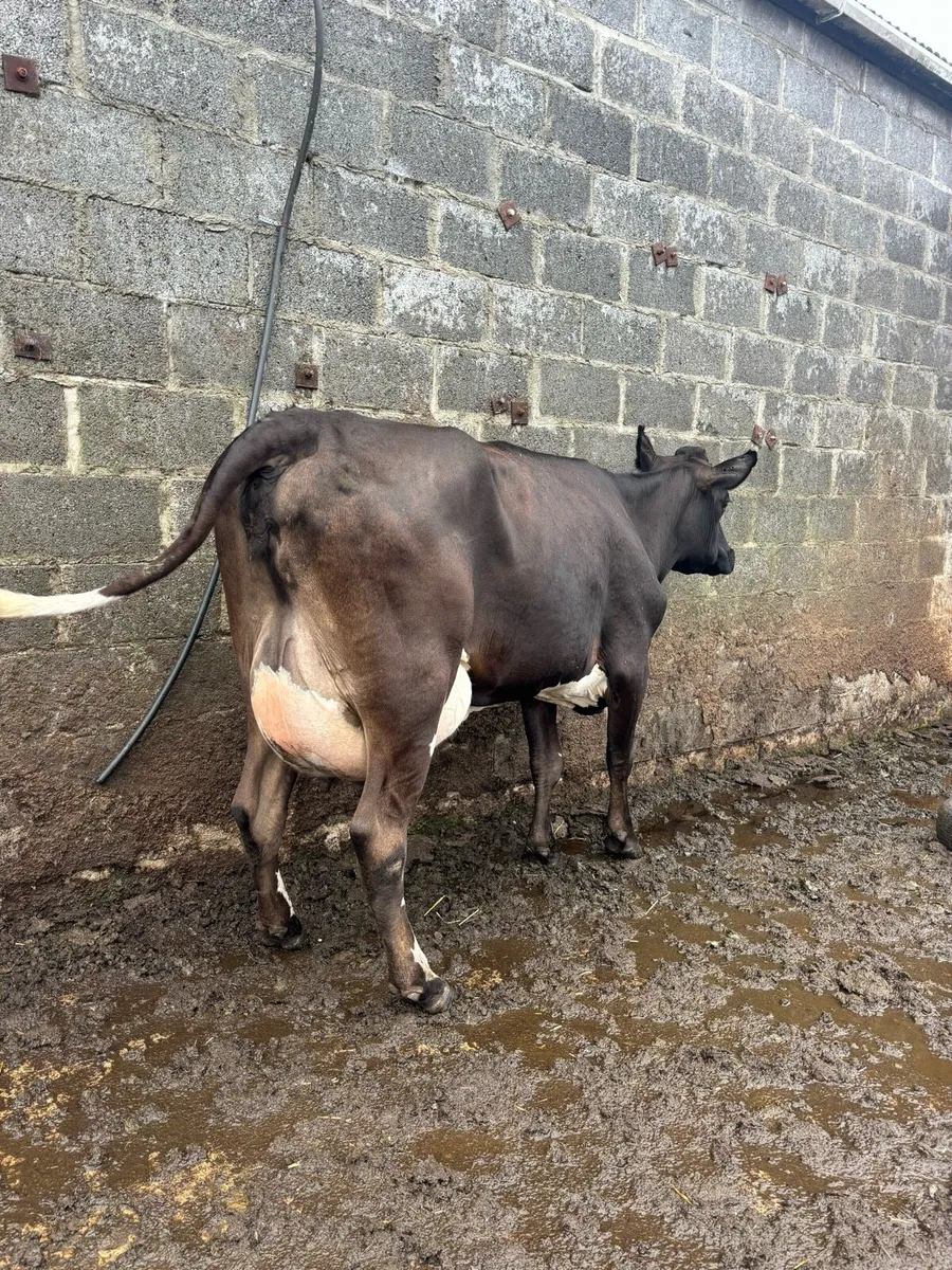 Freshly calved young cow - Image 3