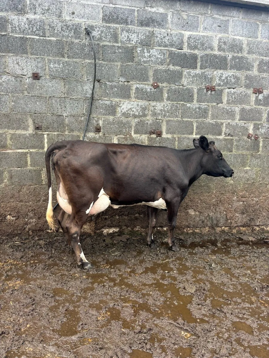 Freshly calved young cow - Image 4
