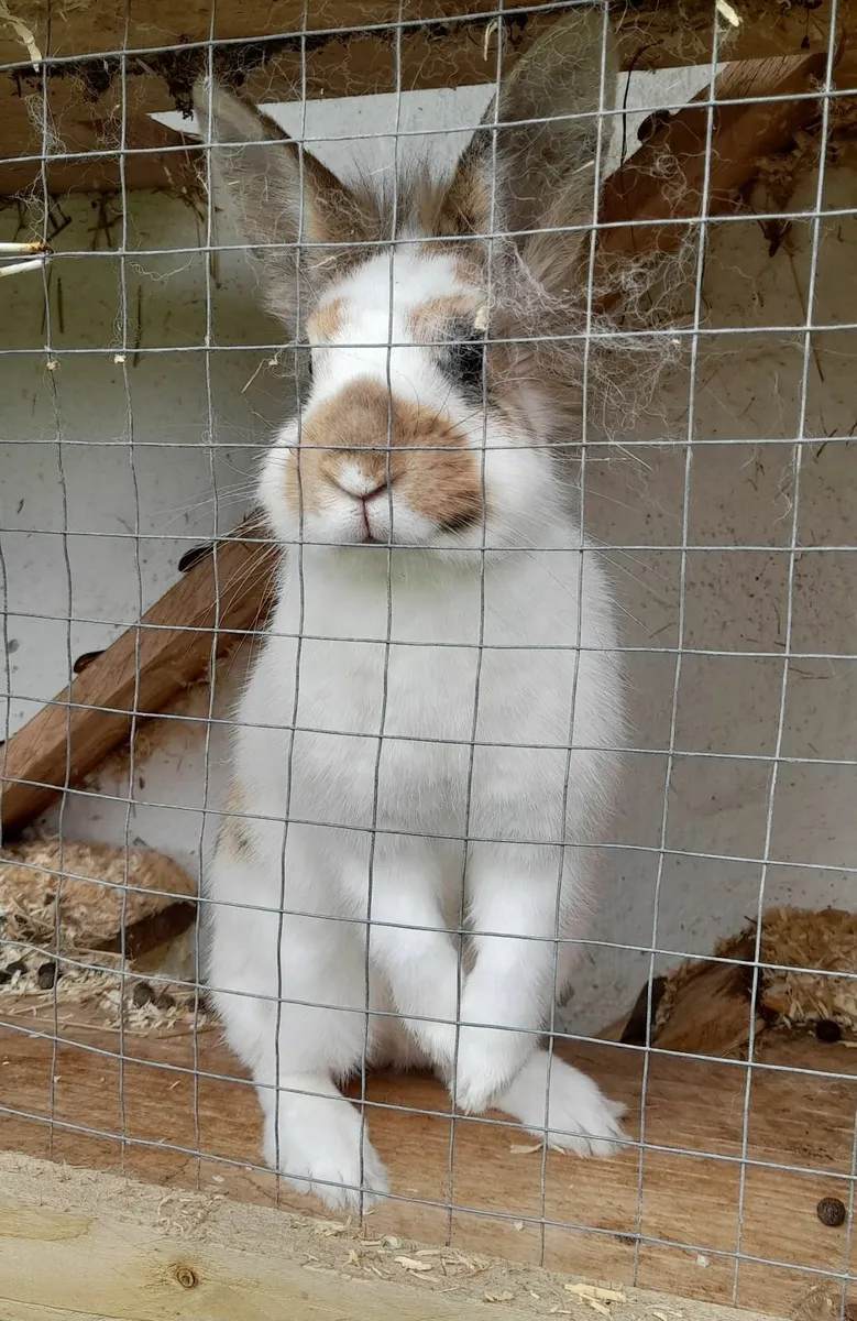 Lovely Female Rex X Rabbit for Pet/Breeding - Image 3