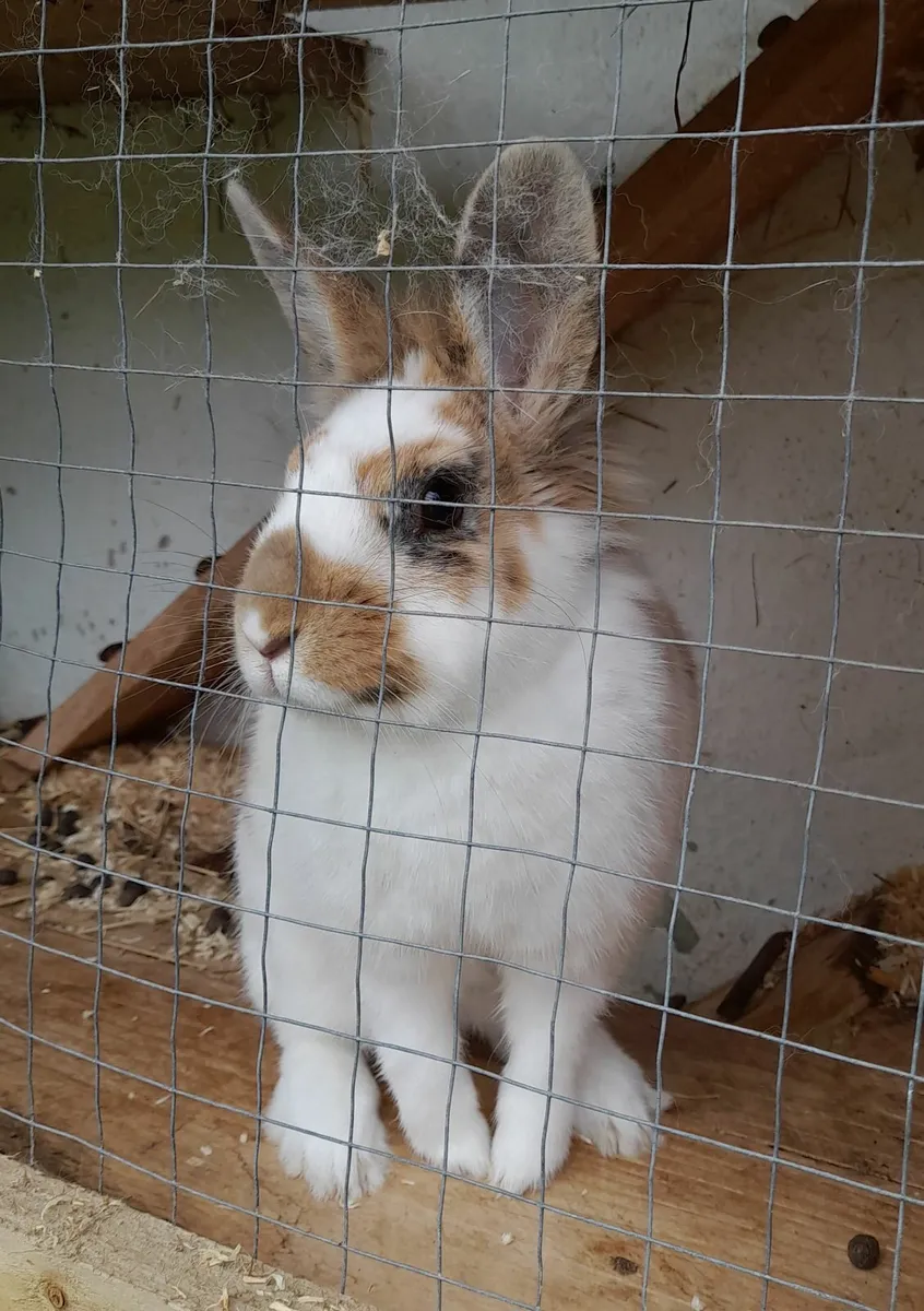 Lovely Female Rex X Rabbit for Pet/Breeding - Image 4